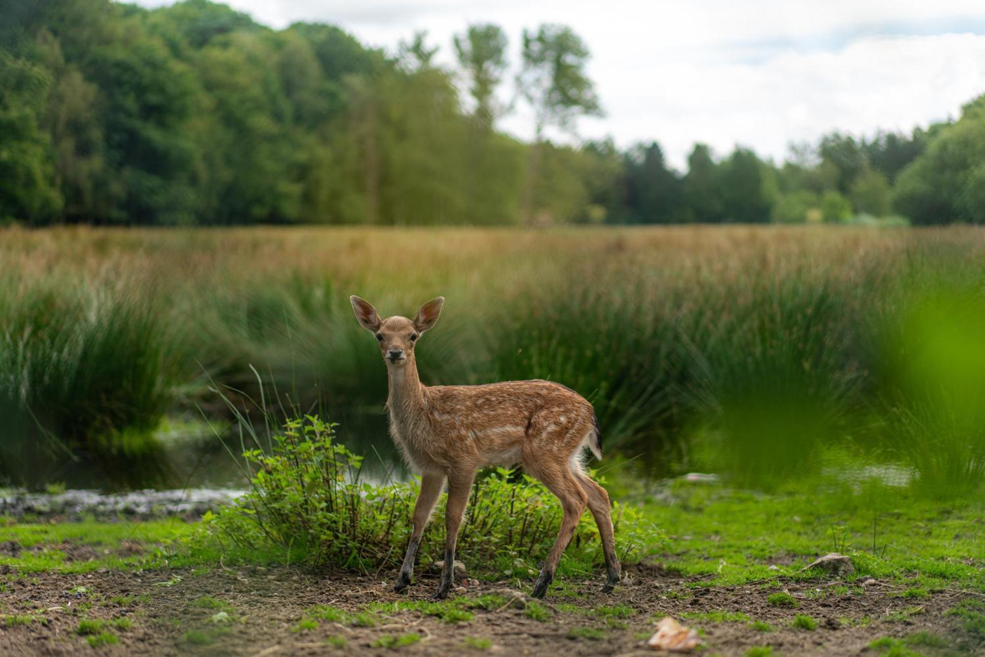 Vakantie-Hengelhoef Aan de Wolfsberg ภายนอก รูปภาพ
